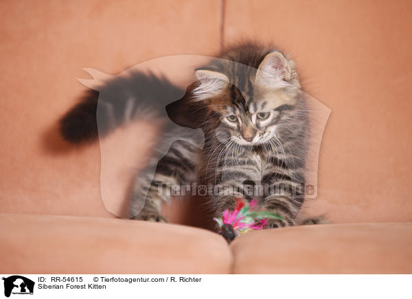 Sibirisches Ktzchen / Siberian Forest Kitten / RR-54615