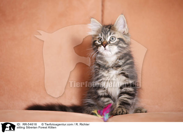 sitzendes Sibirisches Ktzchen / sitting Siberian Forest Kitten / RR-54616