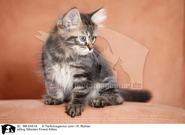 sitting Siberian Forest Kitten / RR-54618