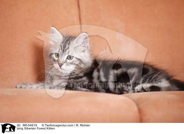 lying Siberian Forest Kitten / RR-54619