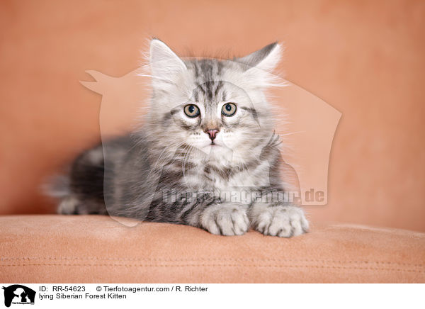 liegendes Sibirisches Ktzchen / lying Siberian Forest Kitten / RR-54623