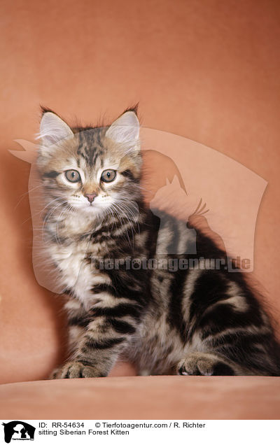 sitzendes Sibirisches Ktzchen / sitting Siberian Forest Kitten / RR-54634