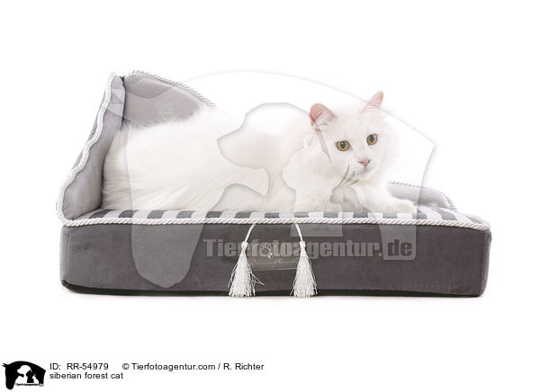 Sibirische Katze / siberian forest cat / RR-54979