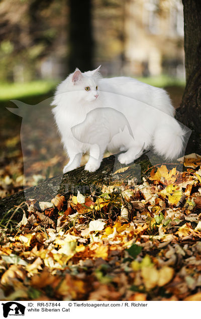 white Siberian Cat / RR-57844