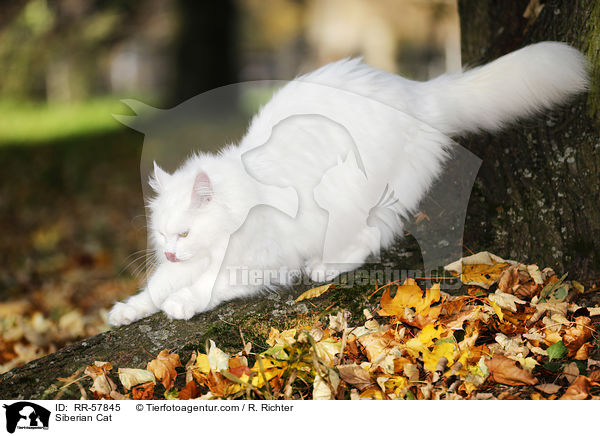 Siberian Cat / RR-57845
