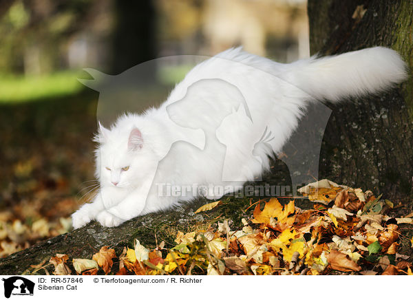 Siberian Cat / RR-57846
