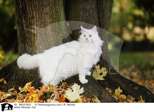 white Siberian Cat / RR-57853