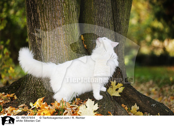 white Siberian Cat / RR-57854