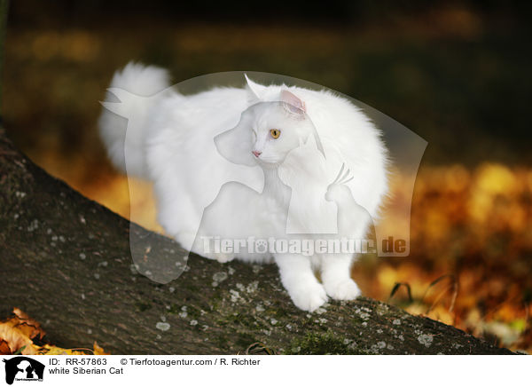 white Siberian Cat / RR-57863