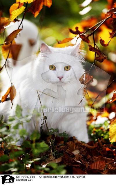 Siberian Cat / RR-57865