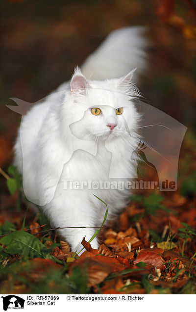 Siberian Cat / RR-57869