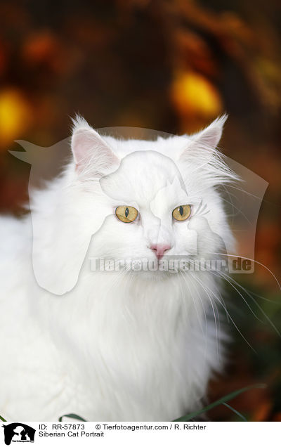 Siberian Cat Portrait / RR-57873