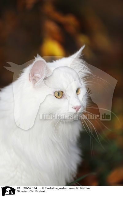 Siberian Cat Portrait / RR-57874