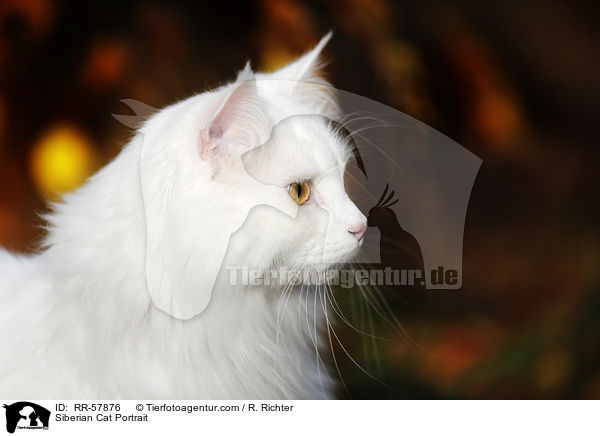 Siberian Cat Portrait / RR-57876