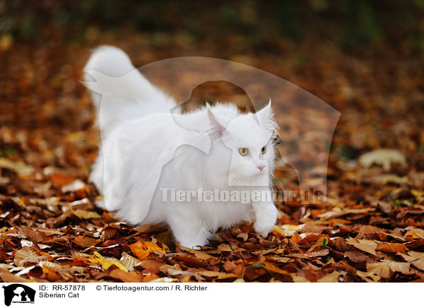 Siberian Cat / RR-57878
