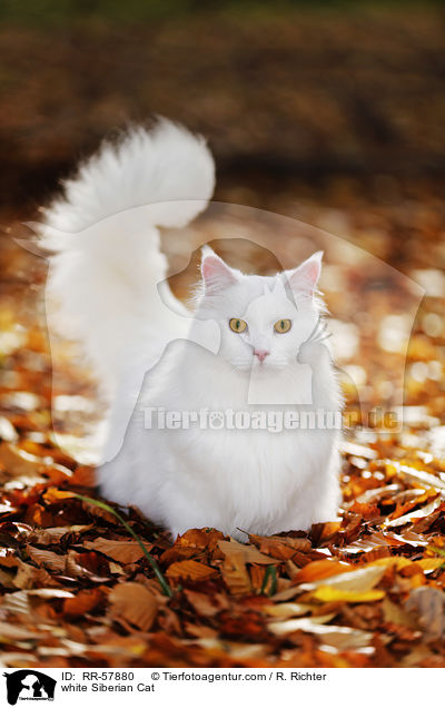 weie Sibirische Katze / white Siberian Cat / RR-57880