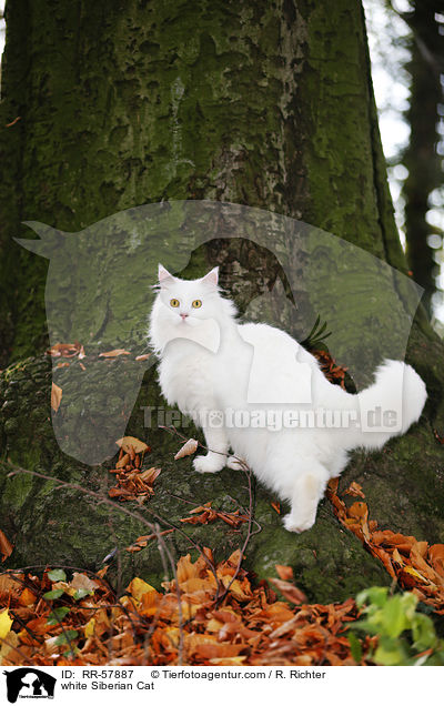 white Siberian Cat / RR-57887