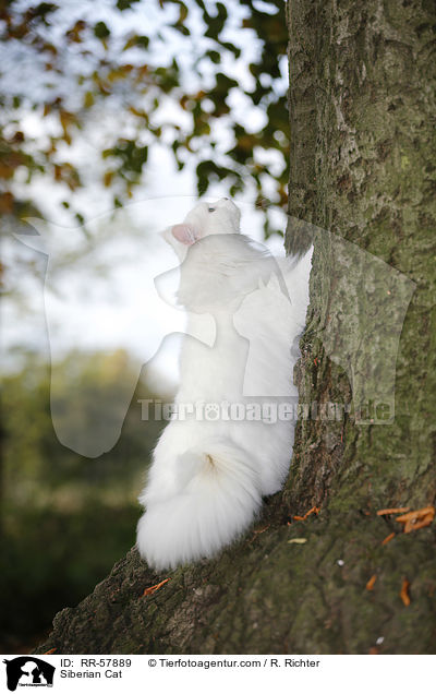 Sibirische Katze / Siberian Cat / RR-57889