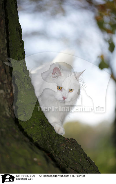 Siberian Cat / RR-57890