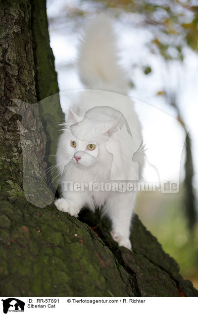 Siberian Cat / RR-57891