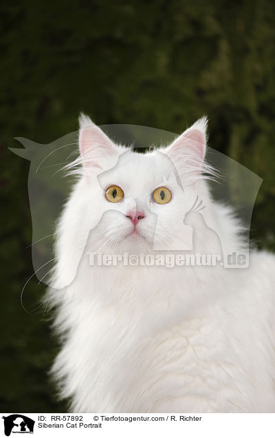 Siberian Cat Portrait / RR-57892