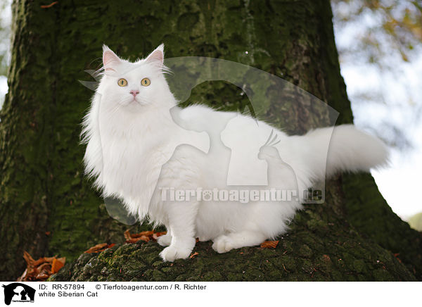 white Siberian Cat / RR-57894