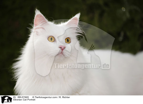 Siberian Cat Portrait / RR-57895