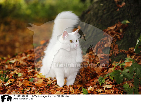 white Siberian Cat / RR-57899