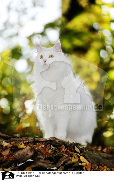 white Siberian Cat / RR-57915