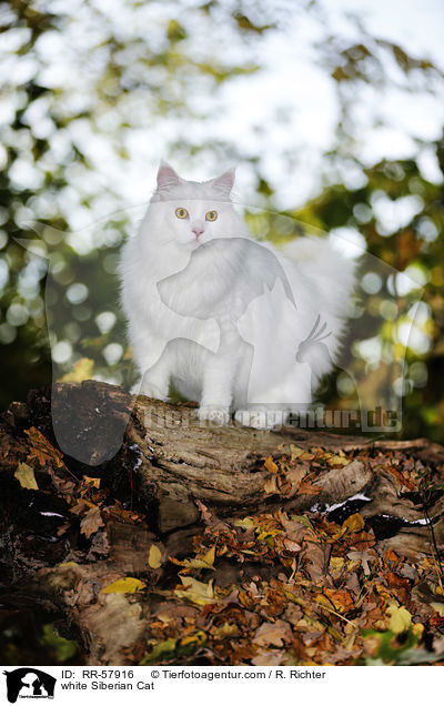 weie Sibirische Katze / white Siberian Cat / RR-57916