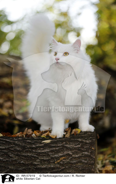 white Siberian Cat / RR-57919