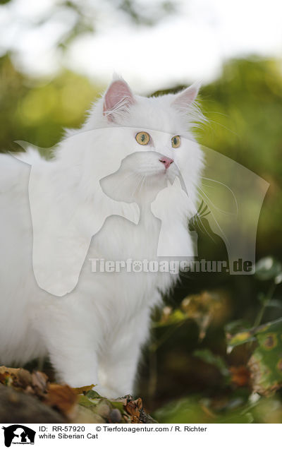 white Siberian Cat / RR-57920