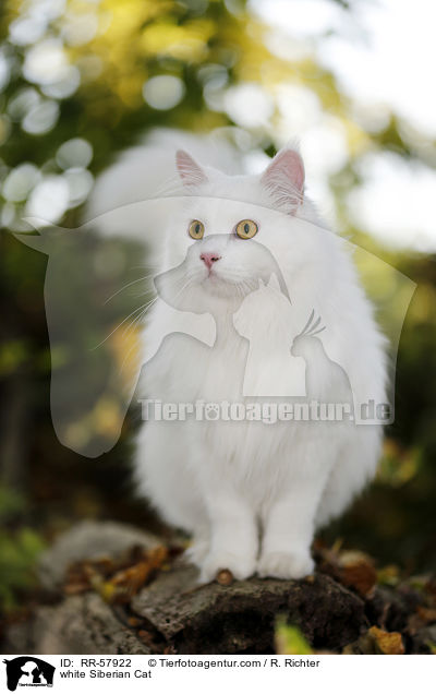white Siberian Cat / RR-57922
