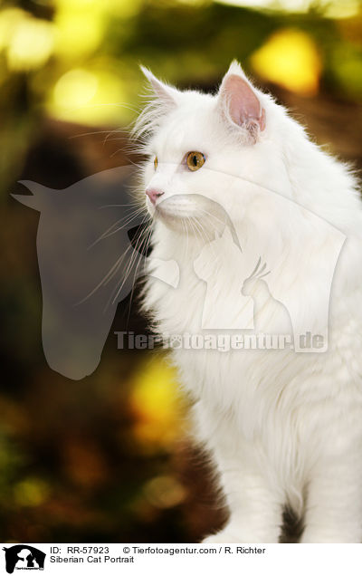 Siberian Cat Portrait / RR-57923