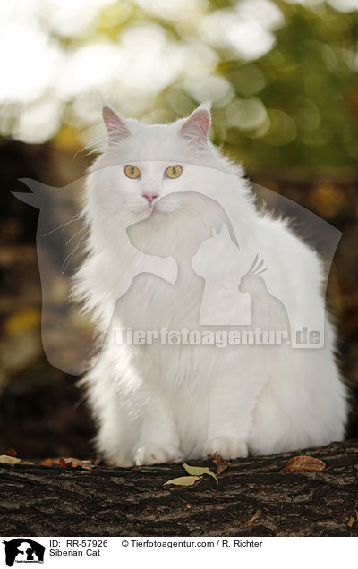 Siberian Cat / RR-57926