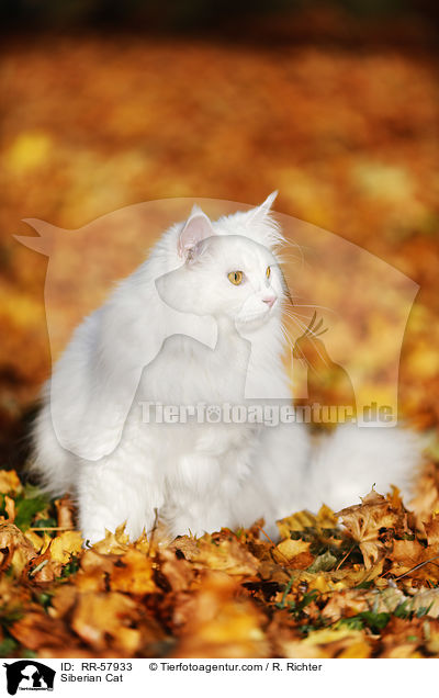 Siberian Cat / RR-57933