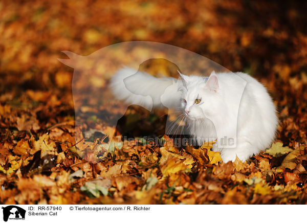 Sibirische Katze / Siberian Cat / RR-57940