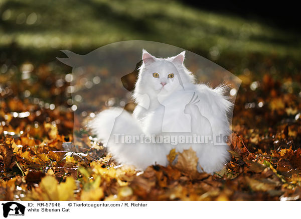 white Siberian Cat / RR-57946