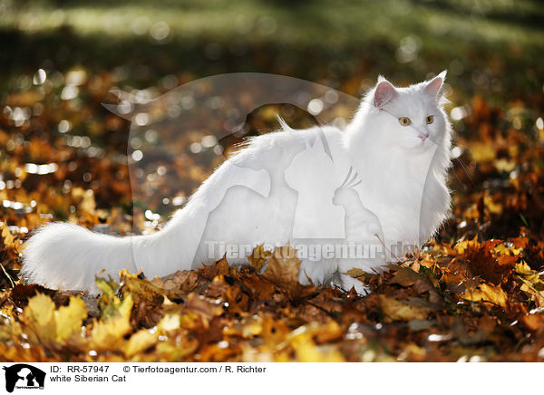 white Siberian Cat / RR-57947