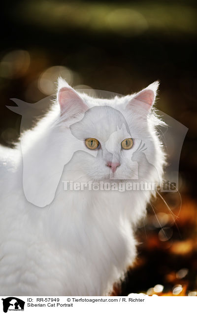 Siberian Cat Portrait / RR-57949