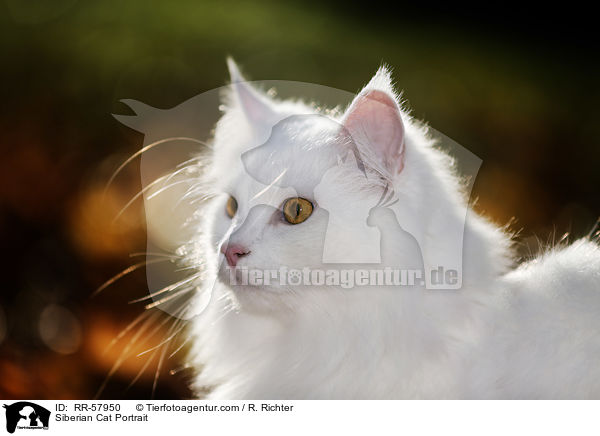 Siberian Cat Portrait / RR-57950