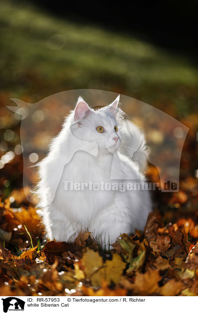 white Siberian Cat / RR-57953