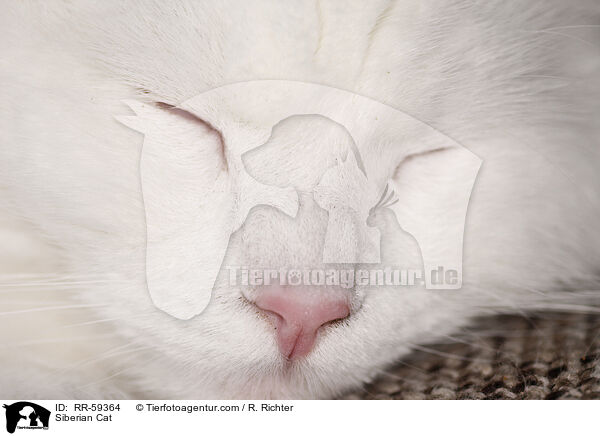 Siberian Cat / RR-59364
