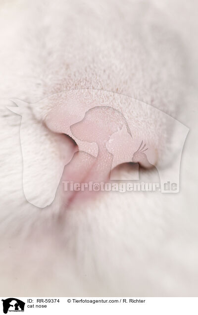 Katzennase / cat nose / RR-59374