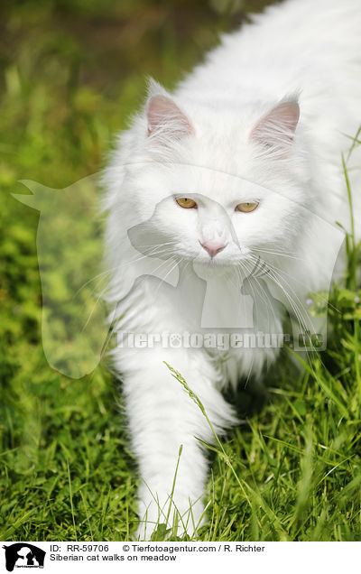 Sibirische Katze luft auf Wiese / Siberian cat walks on meadow / RR-59706