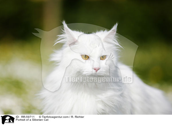 Portrait of a Siberian Cat / RR-59711