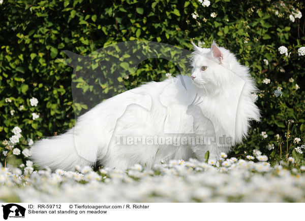 Siberian cat standing on meadow / RR-59712