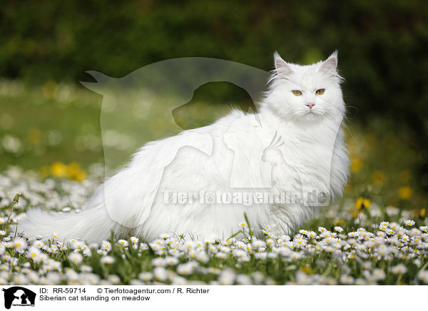 Siberian cat standing on meadow / RR-59714
