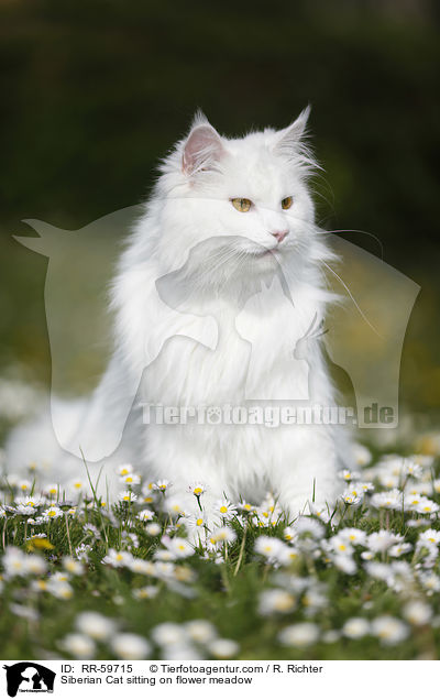 Siberian Cat sitting on flower meadow / RR-59715