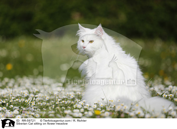 Siberian Cat sitting on flower meadow / RR-59721